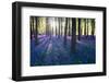 Purple Bluebell Woods in Early Morning Sunrise-stocker1970-Framed Photographic Print