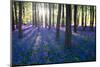 Purple Bluebell Woods in Early Morning Sunrise-stocker1970-Mounted Photographic Print