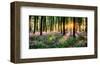 Purple Bluebell Woods Sunrise-null-Framed Art Print