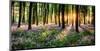 Purple Bluebell Woods Sunrise-null-Mounted Art Print