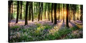 Purple Bluebell Woods Sunrise-null-Stretched Canvas