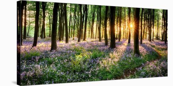 Purple Bluebell Woods Sunrise-null-Stretched Canvas