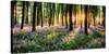 Purple Bluebell Woods Sunrise-null-Stretched Canvas