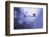 Purple bokeh-Heidi Westum-Framed Photographic Print