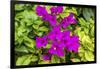 Purple Bougainvillea, San Miguel de Allende, Mexico-William Perry-Framed Photographic Print