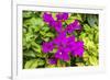 Purple Bougainvillea, San Miguel de Allende, Mexico-William Perry-Framed Photographic Print