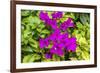 Purple Bougainvillea, San Miguel de Allende, Mexico-William Perry-Framed Photographic Print