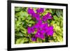 Purple Bougainvillea, San Miguel de Allende, Mexico-William Perry-Framed Photographic Print