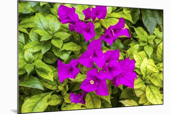 Purple Bougainvillea, San Miguel de Allende, Mexico-William Perry-Mounted Photographic Print