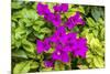 Purple Bougainvillea, San Miguel de Allende, Mexico-William Perry-Mounted Photographic Print