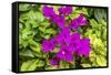 Purple Bougainvillea, San Miguel de Allende, Mexico-William Perry-Framed Stretched Canvas