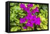 Purple Bougainvillea, San Miguel de Allende, Mexico-William Perry-Framed Stretched Canvas