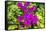 Purple Bougainvillea, San Miguel de Allende, Mexico-William Perry-Framed Stretched Canvas