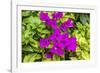 Purple Bougainvillea, San Miguel de Allende, Mexico-William Perry-Framed Photographic Print