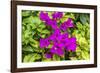 Purple Bougainvillea, San Miguel de Allende, Mexico-William Perry-Framed Photographic Print