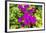 Purple Bougainvillea, San Miguel de Allende, Mexico-William Perry-Framed Photographic Print