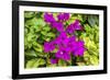 Purple Bougainvillea, San Miguel de Allende, Mexico-William Perry-Framed Photographic Print