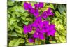 Purple Bougainvillea, San Miguel de Allende, Mexico-William Perry-Mounted Photographic Print