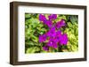 Purple Bougainvillea, San Miguel de Allende, Mexico-William Perry-Framed Photographic Print