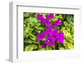 Purple Bougainvillea, San Miguel de Allende, Mexico-William Perry-Framed Photographic Print