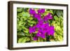 Purple Bougainvillea, San Miguel de Allende, Mexico-William Perry-Framed Photographic Print