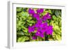 Purple Bougainvillea, San Miguel de Allende, Mexico-William Perry-Framed Photographic Print