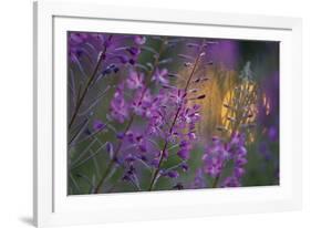 Purple Breeze-Peter Lilja-Framed Giclee Print