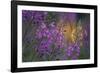 Purple Breeze-Peter Lilja-Framed Giclee Print