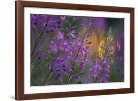 Purple Breeze-Peter Lilja-Framed Giclee Print