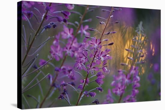 Purple Breeze-Peter Lilja-Stretched Canvas