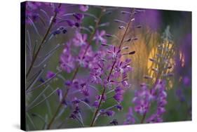 Purple Breeze-Peter Lilja-Stretched Canvas