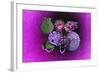 Purple Burlap-Tom Kelly-Framed Giclee Print