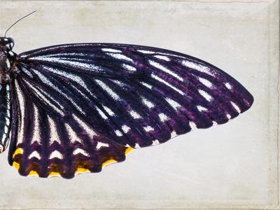 https://imgc.allpostersimages.com/img/posters/purple-butterfly-ii_u-L-F9JRJW0.jpg?artPerspective=n