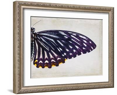Purple Butterfly II-Chaos & Wonder Design-Framed Art Print