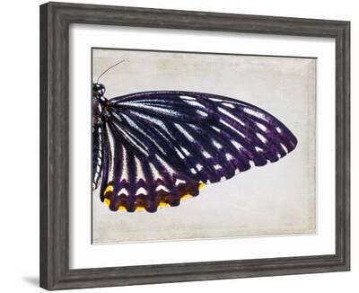 Purple Butterfly II-Chaos & Wonder Design-Framed Art Print