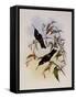 Purple C?ligene, C?ligena Purpurea-John Gould-Framed Stretched Canvas