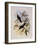 Purple C?ligene, C?ligena Purpurea-John Gould-Framed Giclee Print