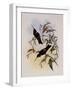 Purple C?ligene, C?ligena Purpurea-John Gould-Framed Giclee Print