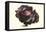 Purple Cabbage-Philippe-Victoire Leveque de Vilmorin-Framed Stretched Canvas