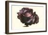 Purple Cabbage-Philippe-Victoire Leveque de Vilmorin-Framed Art Print