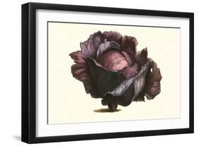 Purple Cabbage-Philippe-Victoire Leveque de Vilmorin-Framed Art Print