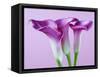 Purple Calla Lilies-Clive Nichols-Framed Stretched Canvas