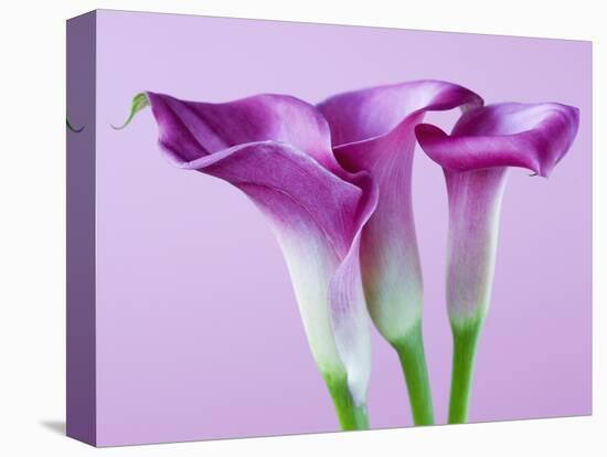 Purple Calla Lilies-Clive Nichols-Stretched Canvas