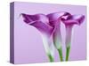 Purple Calla Lilies-Clive Nichols-Stretched Canvas