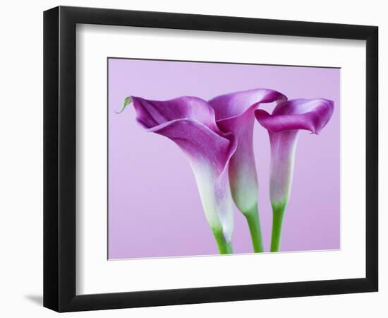 Purple Calla Lilies-Clive Nichols-Framed Photographic Print