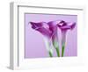 Purple Calla Lilies-Clive Nichols-Framed Photographic Print