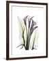 Purple Calla Lily Portrait-Albert Koetsier-Framed Premium Giclee Print