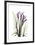 Purple Calla Lily Portrait-Albert Koetsier-Framed Premium Giclee Print