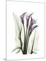 Purple Calla Lily Portrait-Albert Koetsier-Mounted Premium Giclee Print