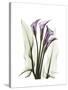 Purple Calla Lily Portrait-Albert Koetsier-Stretched Canvas